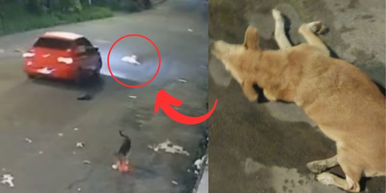 Moradores do Residencial Yael em Manaus, registraram um BO após um motorista matar uma cadela atropelada e fugir sem prestar socorro.