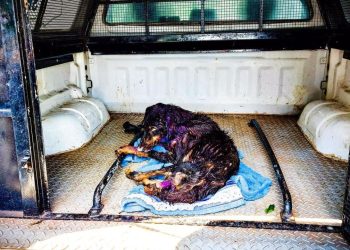 Policiais Militares da 10ª CIPM, do município de Maués, no interior do Amazonas, resgataram um cachorro vítima de maus-tratos.