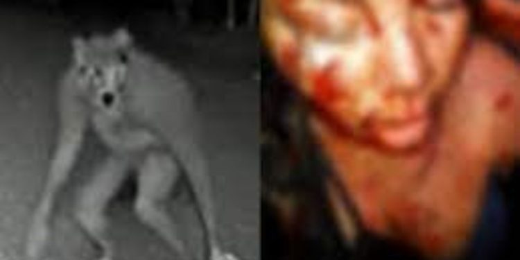 Um suposto ataque de lobisomem está sendo compartilhado nas redes sociais após três pessoas da mesma tribo indígena sobreviverem.