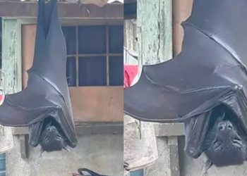 Uma fotografia que viralizou recentemente na internet parece retratar um morcego de tamanho humano nas Filipinas.