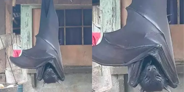 Uma fotografia que viralizou recentemente na internet parece retratar um morcego de tamanho humano nas Filipinas.