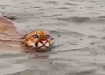Um vídeo registrado no interior do Amazonas, mostra o momento em que uma onça-parda é vista nadando no local.