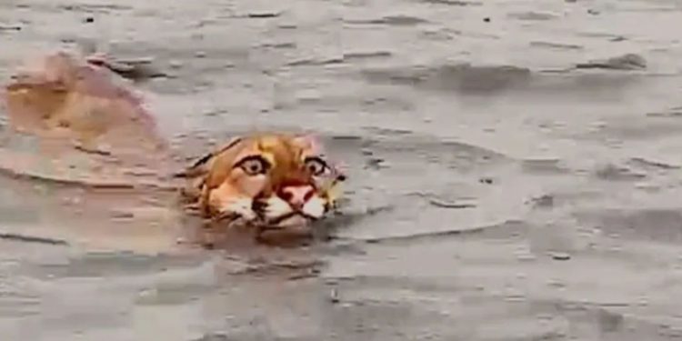 Um vídeo registrado no interior do Amazonas, mostra o momento em que uma onça-parda é vista nadando no local.