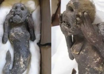 Cientistas tentam desvendar mistério de ‘sereia’ mumificada