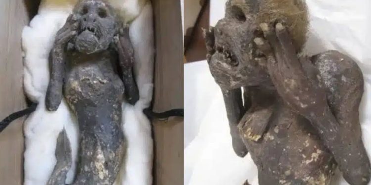Cientistas tentam desvendar mistério de ‘sereia’ mumificada