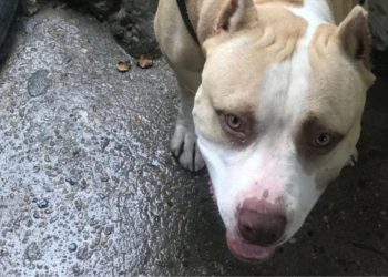 Homem é preso após matar pitbull da vizinha a facadas em Manaus