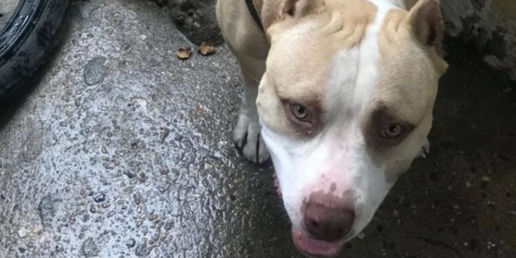 Homem é preso após matar pitbull da vizinha a facadas em Manaus