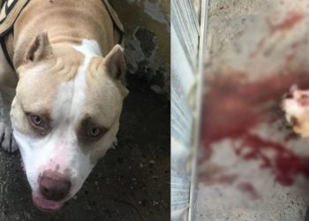 Um homem de 23 anos foi preso após invadir a casa de sua vizinha e matar um pitbull a facadas no bairro Grande Vitória, zona leste de Manaus.