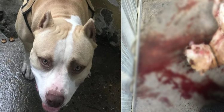 Um homem de 23 anos foi preso após invadir a casa de sua vizinha e matar um pitbull a facadas no bairro Grande Vitória, zona leste de Manaus.