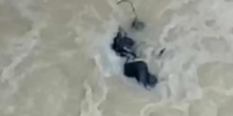 VÍDEO: Corpo amarrado é encontrado em igarapé do Jorge Teixeira após enxurrada