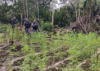 A Polícia Militar destruiu uma plantação de maconha que ficava no município de Autazes, interior do Amazonas. 
