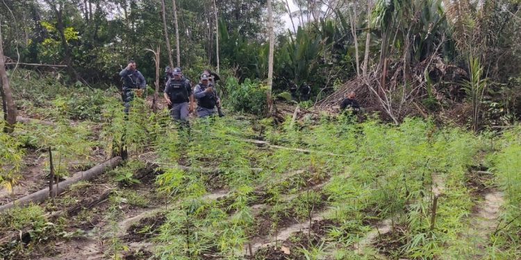 A Polícia Militar destruiu uma plantação de maconha que ficava no município de Autazes, interior do Amazonas. 