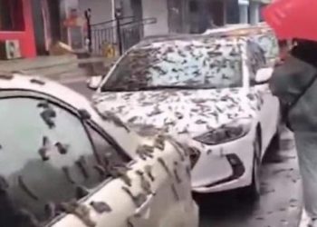 Um vídeo divulgado nas redes sociais mostra o momento em que uma ‘chuva de vermes’ caem do céu, em Pequim, na China. ‘Chuva de