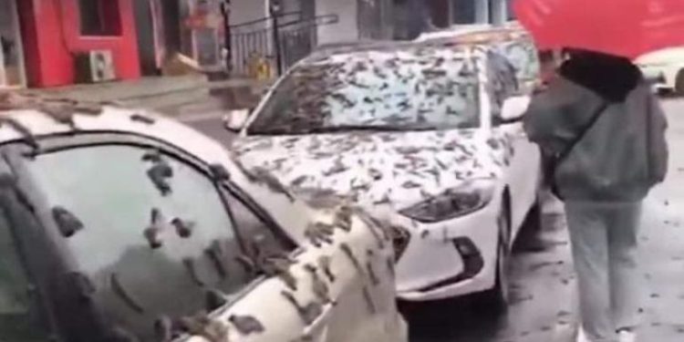 Um vídeo divulgado nas redes sociais mostra o momento em que uma ‘chuva de vermes’ caem do céu, em Pequim, na China. ‘Chuva de