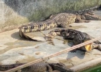 Cerca de 190 crocodilos foram encontrados mortos, famintos ou com comportamento canibal fora de controle, em uma fazenda. Dezenas de.