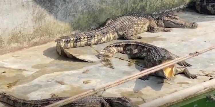Cerca de 190 crocodilos foram encontrados mortos, famintos ou com comportamento canibal fora de controle, em uma fazenda. Dezenas de.