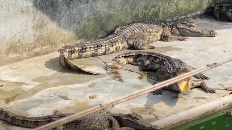 Cerca de 190 crocodilos foram encontrados mortos, famintos ou com comportamento canibal fora de controle, em uma fazenda. Dezenas de.