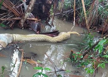 Uma sucuri morreu engasgada ao tentar comer um cachorro, em um sítio na zona rural de Dueré, no sul do estado de Tocantins. Sucuri morre