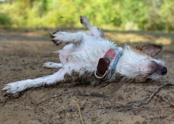 Cachorros estão aparecendo mortos no terreno do Hospital Hilda Freire no município de Iranduba, interior do Amazonas.
