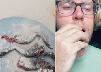 Um tiktoker preparando e comendo um sapo-cururu frito, junto com amigos, viralizou nas redes sociais. Tiktoker tempera
