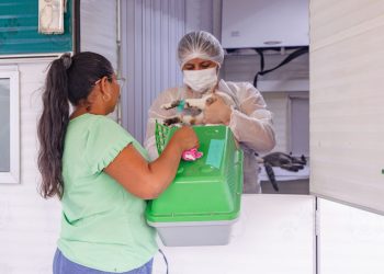 A Prefeitura de Manaus divulgou, nesta quarta-feira (26), o calendário com as datas para agendamento de castração. Divulgado calendário