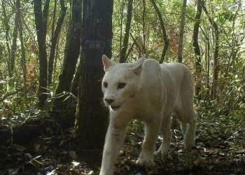 O ICMBio (Instituto Chico Mendes de Conservação da Biodiversidade) está monitorando o que pode ser a aparição da única onça. Morador filma