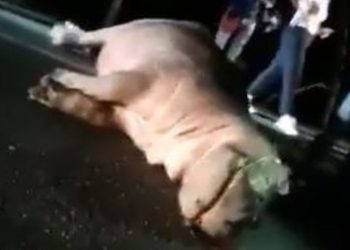 Um dos hipopótamos de estimação do traficante colombiano Pablo Escobar morreu ao ser atropelado na noite de terça-feira (11), por um. Vídeo: