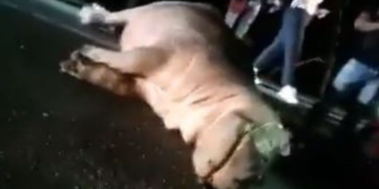 Um dos hipopótamos de estimação do traficante colombiano Pablo Escobar morreu ao ser atropelado na noite de terça-feira (11), por um. Vídeo: