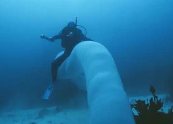 Criatura bizarra é registrada por mergulhadores na Austrália. Ela é uma colônia tubular que pode ultrapassar 20 metros de comprimento.