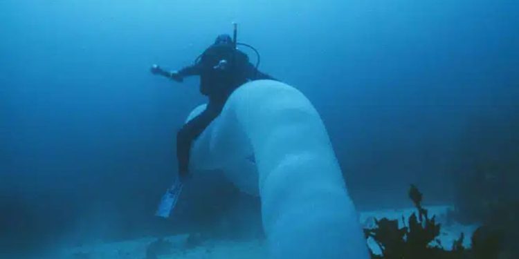 Criatura bizarra é registrada por mergulhadores na Austrália. Ela é uma colônia tubular que pode ultrapassar 20 metros de comprimento.