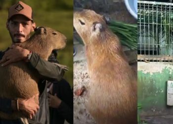 Agenor Tupinambá teve acesso ao local onde a capivara filó após uma decisão da justiça, porém, conforme a deputada Joana Darc, afirmou que todas as vacinas e medicamentos estão vencidos.
