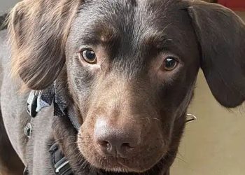 Um Labrador chamado Coco se tornou o primeiro cão a ser tratado por dependência alcoólica, ou seja 'alcóolatra', segundo informa o Daily Mail.Um Labrador chamado Coco se tornou o primeiro cão a ser tratado por dependência alcoólica, ou seja 'alcóolatra', segundo informa o Daily Mail.