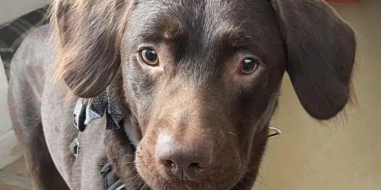 Um Labrador chamado Coco se tornou o primeiro cão a ser tratado por dependência alcoólica, ou seja 'alcóolatra', segundo informa o Daily Mail.Um Labrador chamado Coco se tornou o primeiro cão a ser tratado por dependência alcoólica, ou seja 'alcóolatra', segundo informa o Daily Mail.