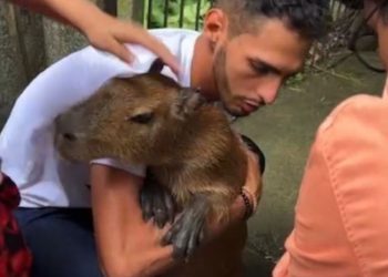 Após protesto no Ibama, capivara Filó é entregue a tiktoker