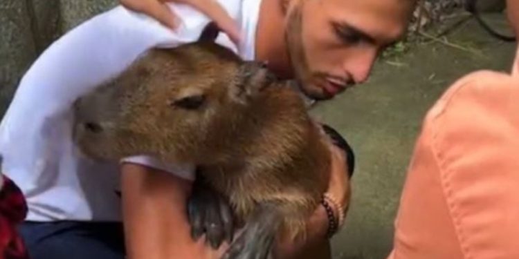 Após protesto no Ibama, capivara Filó é entregue a tiktoker