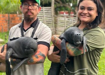 Aquele momento fofura... Dois filhotes de peixe-boi foram resgatados, na última semana, no município de Parintins. Filhotes de peixe