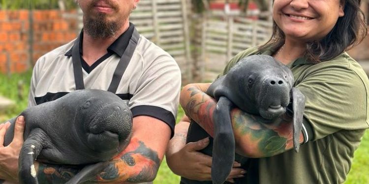 Aquele momento fofura... Dois filhotes de peixe-boi foram resgatados, na última semana, no município de Parintins. Filhotes de peixe