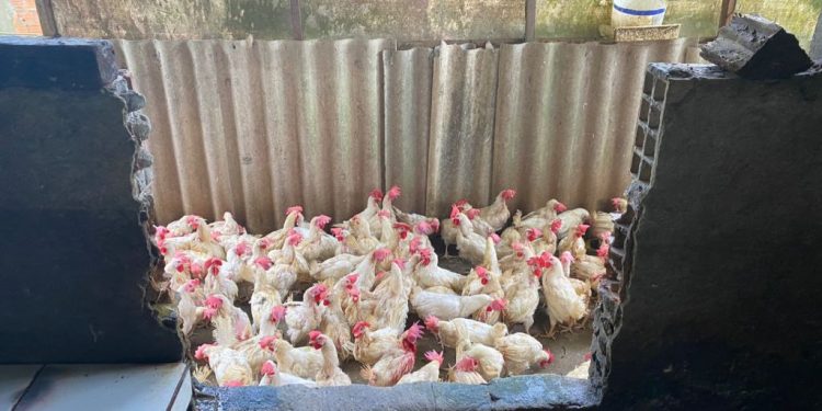 Um abatedouro clandestino de aves foi interditado nesta sexta-feira (28), no bairro Novo Israel, zona norte de. Abatedouro clandestino.