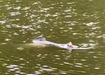 Um animal misterioso deixou uma família muito intrigada enquanto nadava em um lago, nas dependências de um parque em. Criatura bizarra
