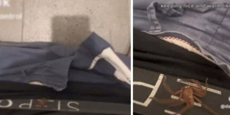 Um homem acordou e percebeu que algo se mexia na cueca dele. Mas, ao contrário do que possa parecer, era uma aranha que estava por lá. Vídeo: