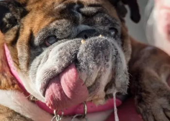 Babona, buldogue é eleita o doguinho mais feio do mundo