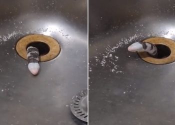 O vídeo de um “animal desconhecido” está viralizando e deixando os internautas intrigados nas redes sociais. Mulher se