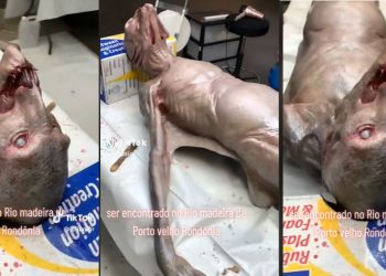 Um vídeo que foi publicado no TikTok, mostra uma criatura bizarra que foi suspostamente encontrada no rio em Rondônia.