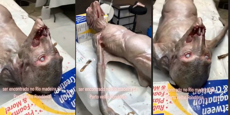 Um vídeo que foi publicado no TikTok, mostra uma criatura bizarra que foi suspostamente encontrada no rio em Rondônia.