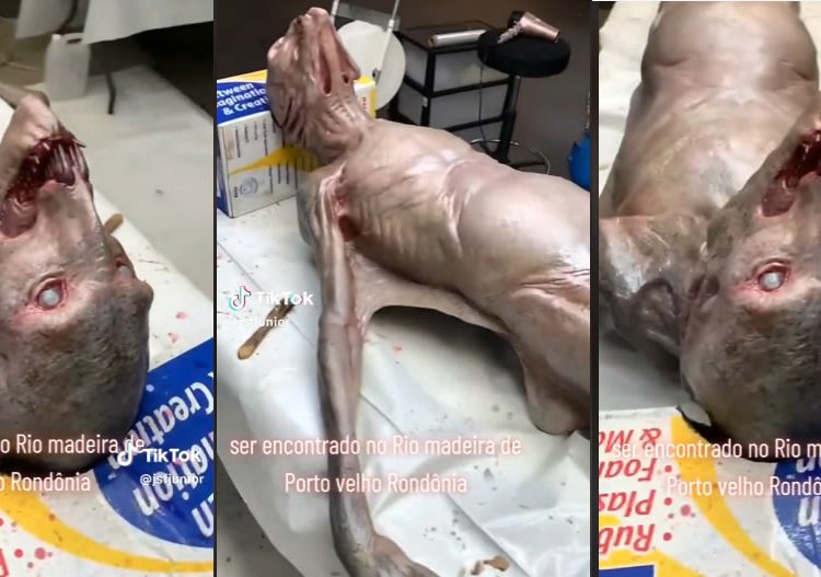 Um vídeo que foi publicado no TikTok, mostra uma criatura bizarra que foi suspostamente encontrada no rio em Rondônia.