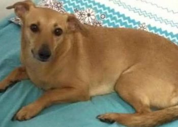 PL quer reconhecer vira-lata caramelo como patrimônio imaterial do Brasil