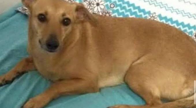 PL quer reconhecer vira-lata caramelo como patrimônio imaterial do Brasil