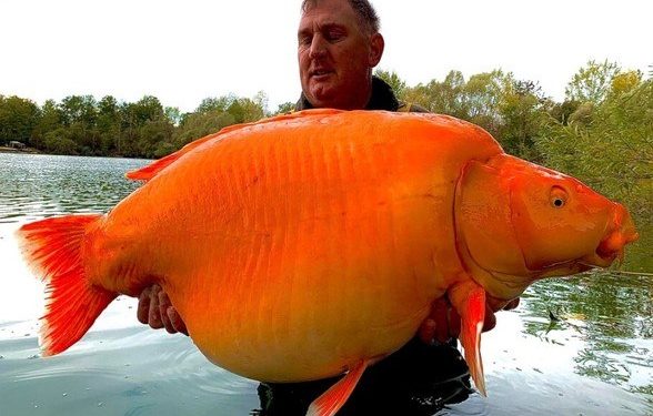 Aconteceu de novo! Mais um pescador conseguiu fisgar recentemente o peixão conhecido como Cenoura. Pescador fisga