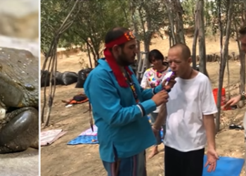 Usuários estão fumando veneno de sapo para ficarem ch4pados