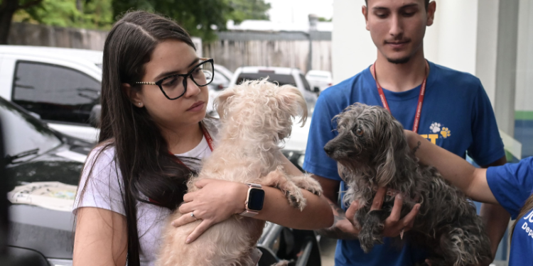 Antônio Holanda de Magalhães, 30, foi detido na segunda-feira (17), apontado por estuprar a própria cadela (zoofilia), gravado. Em Manaus.